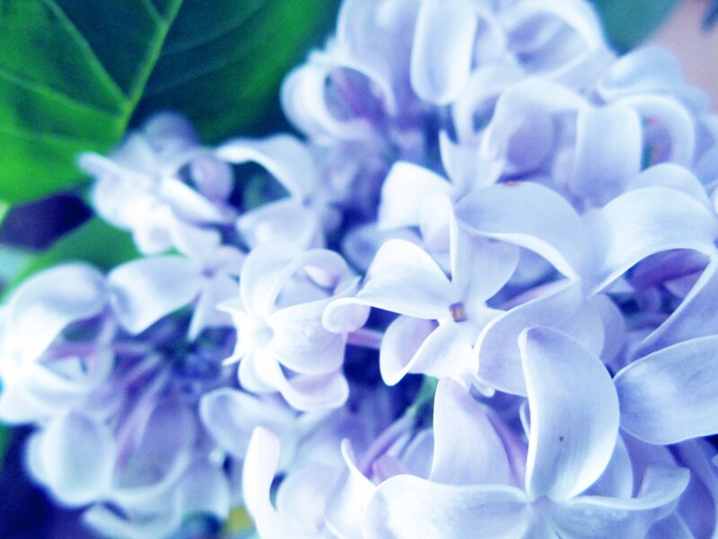 Close-up of lilac flowers