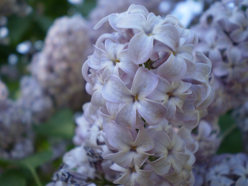Close-up of lilac flowers