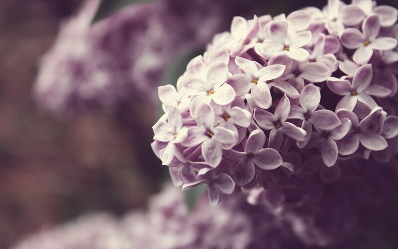 Close-up of lilac flowers