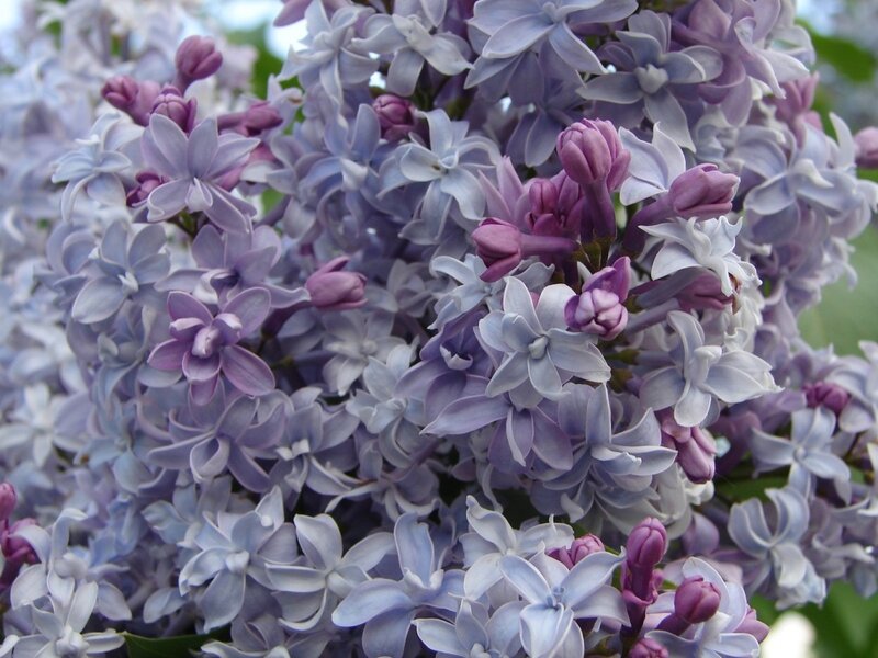 Close-up of lilac flowers
