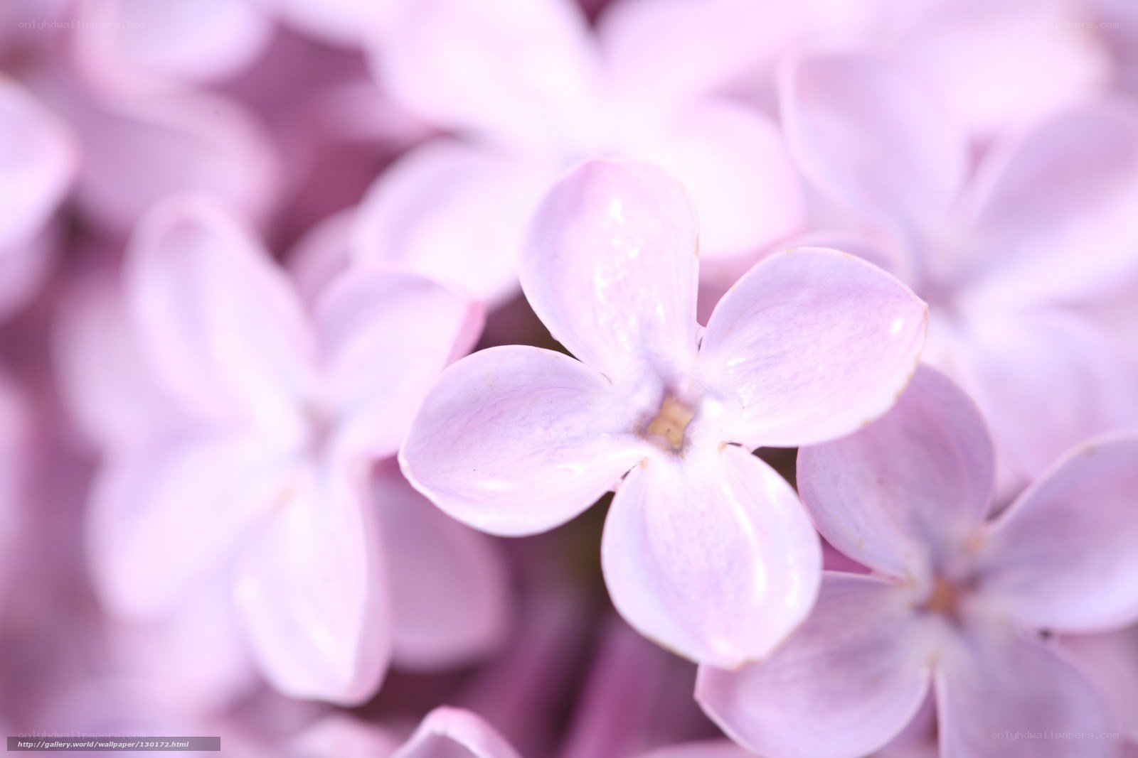 Close-up of lilac flowers