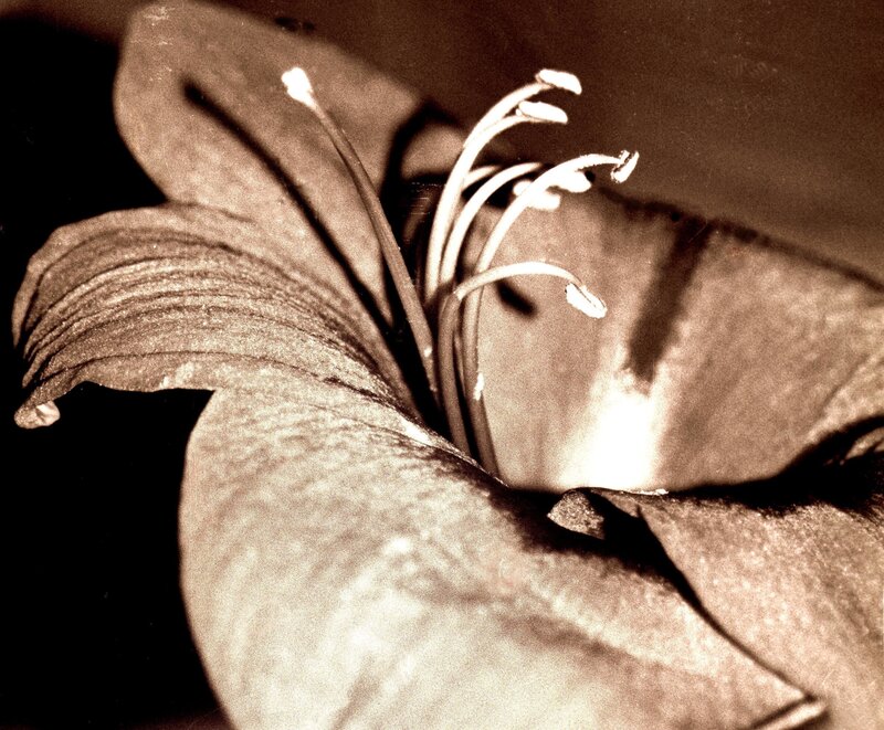 Close-up of Lily Flower — Brown