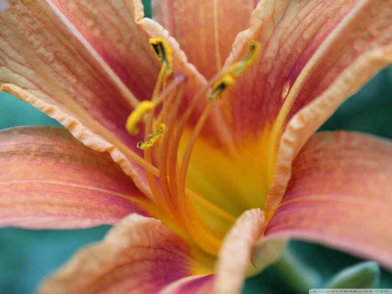 Close-up of Lily Flower — Orange