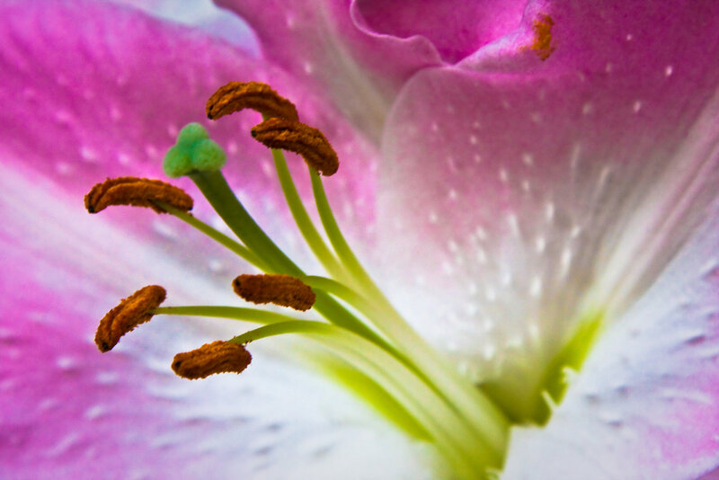 Close-up of Lily Flower — Pink