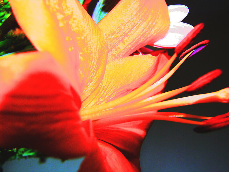 Close-up of Lily Flower — Red