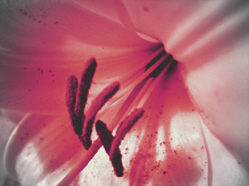 Close-up of Lily Flower