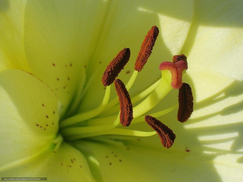Close-up of Lily Flower — Yellow
