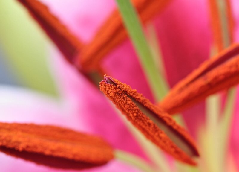 Close-up of Lily Stamen — Pink