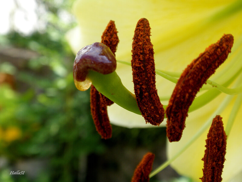 close-up of lily stamen