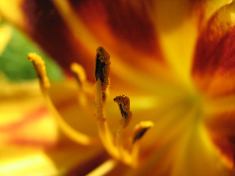 Close-up of Lily Stamen — Yellow