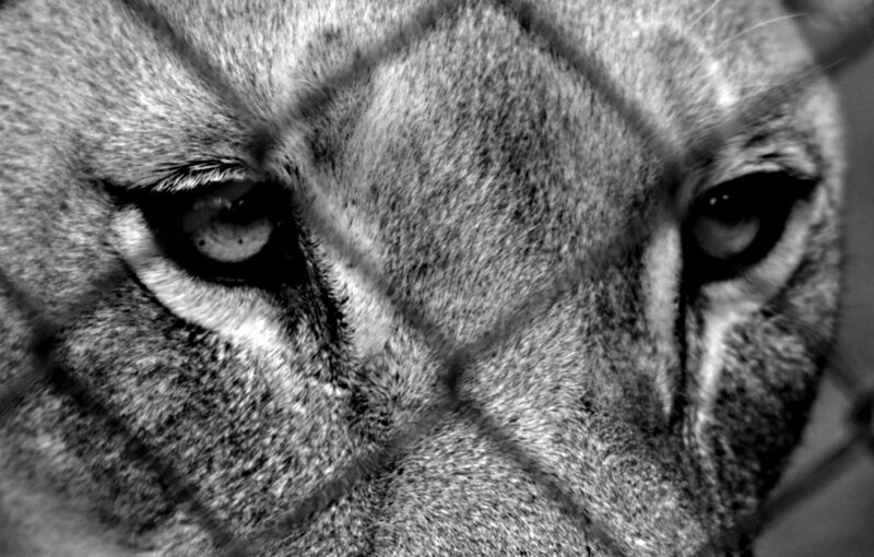 Close-up of Lion Eyes