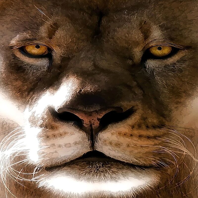 Close-up of Lion Face — Brown
