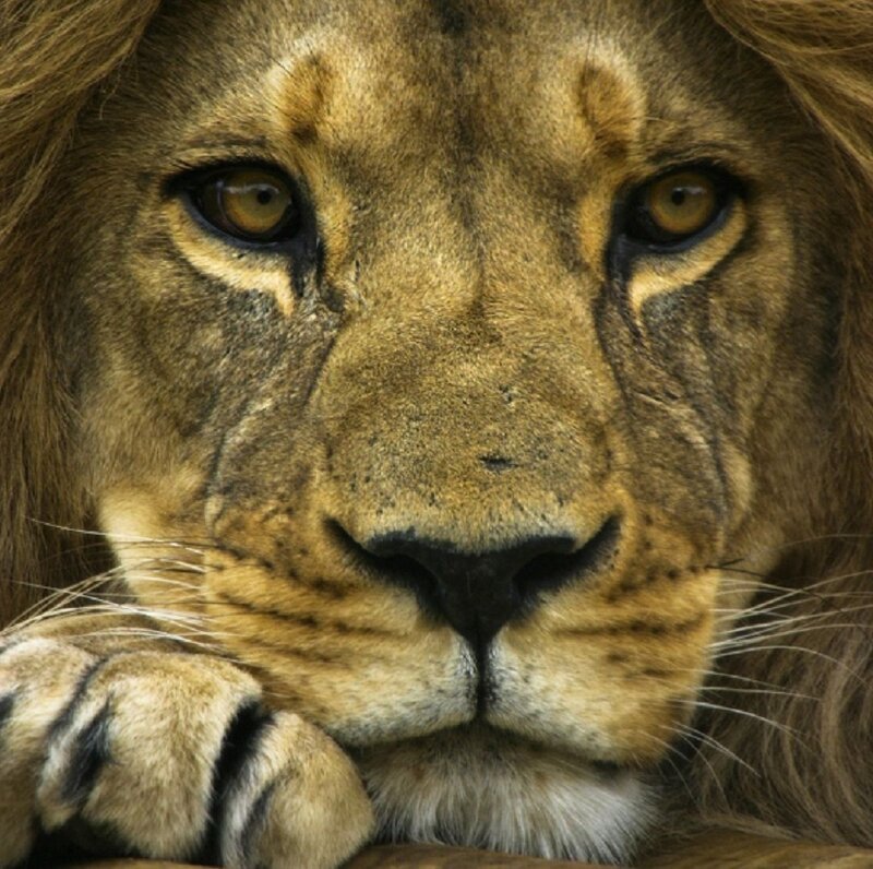 Close-up of Lion Face