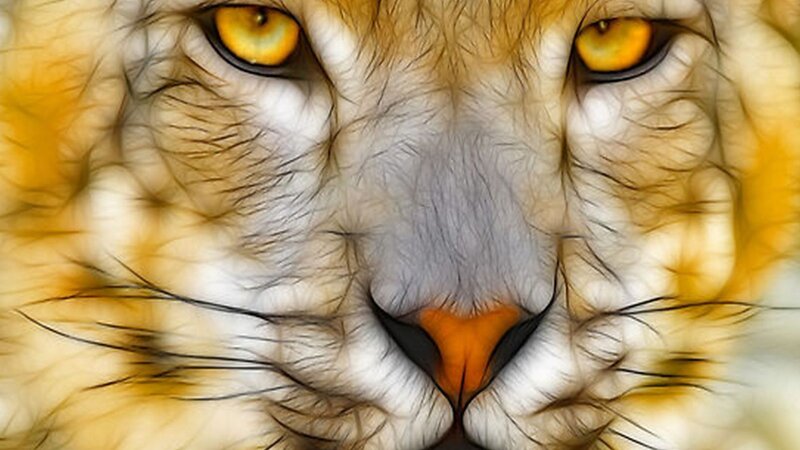 Close-up of Lion Face — Yellow