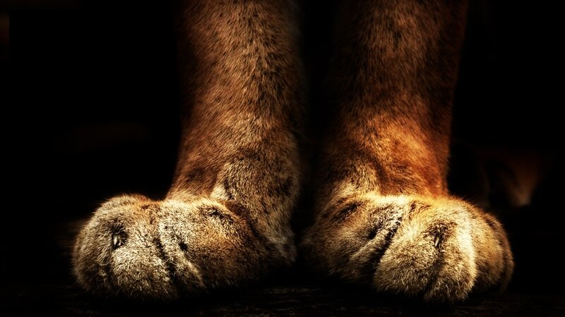 close-up of lion paws