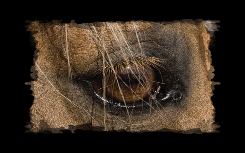 Close-up of Lion's Eye — Brown
