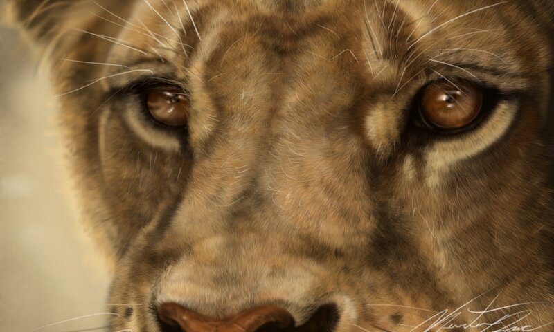 close-up of lion's face