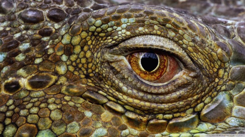 Close-up of Lizard Eye — Brown, Detailed