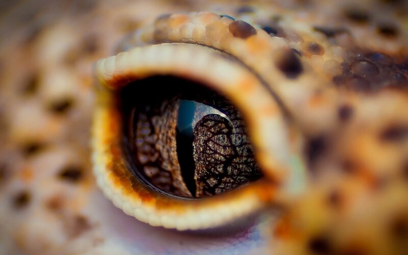Close-up of Lizard Eye — Brown, Dramatic