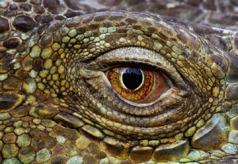 Close-up of Lizard Eye — Brown, Intense, Photograph, Scales, Yellow