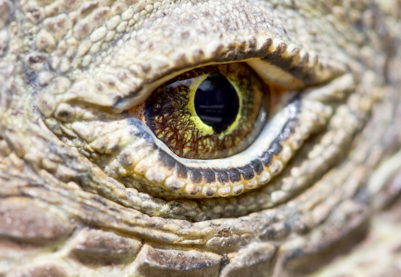 Close-up of Lizard Eye — Brown, Intense