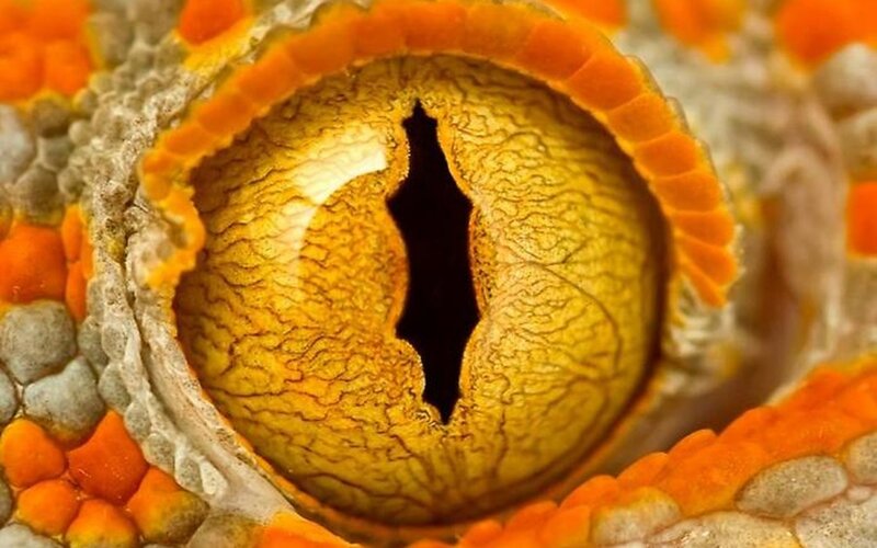 Close-up of Lizard Eye — Orange