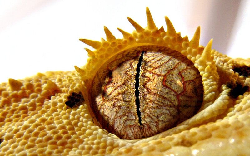 Close-up of Lizard Eye — Yellow