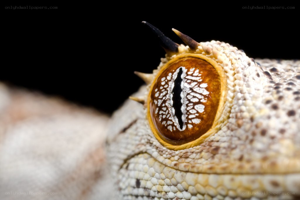 close-up of lizard eye
