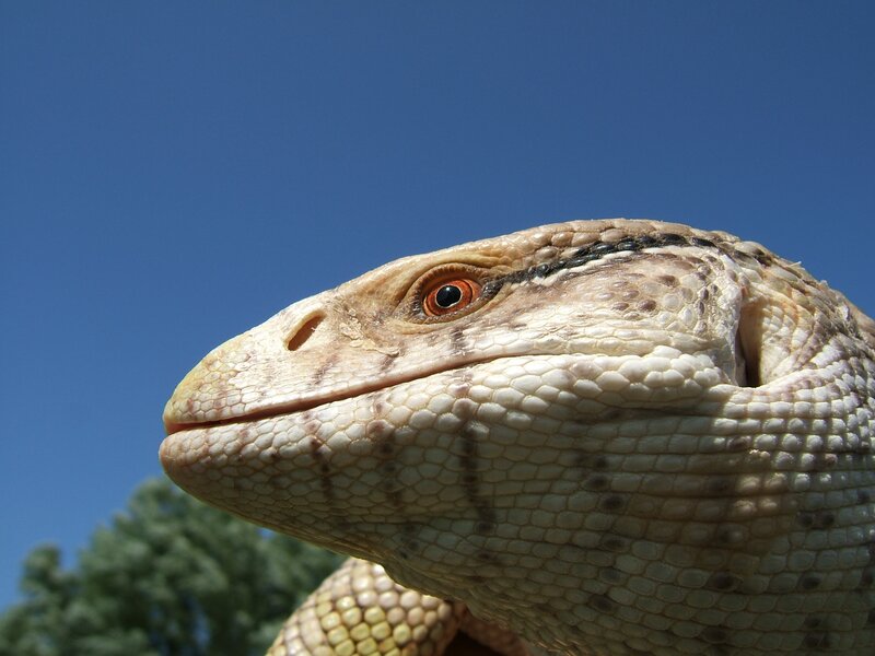 Close-up of Lizard Head — Blue