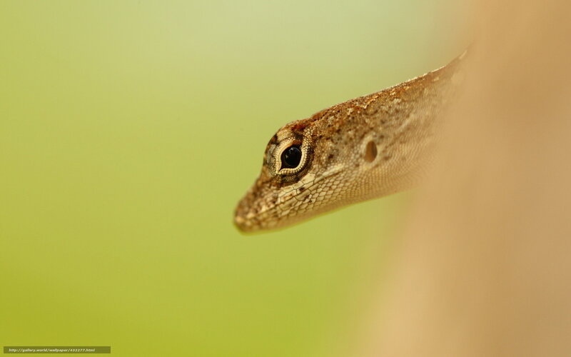 Close-up of Lizard Head — Green
