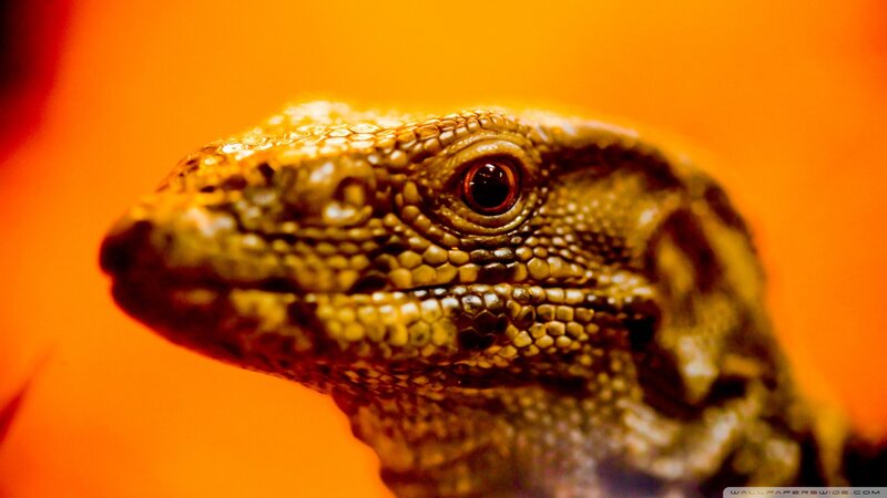 Close-up of Lizard Head — Orange