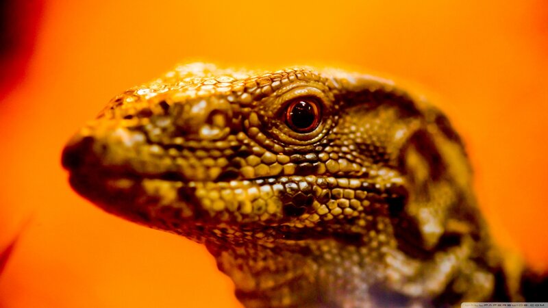 Close-up of Lizard Head