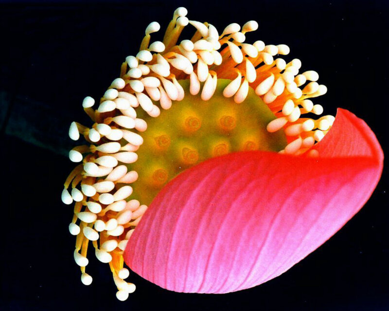 Close-up of Lotus Flower — Pink, Dramatic