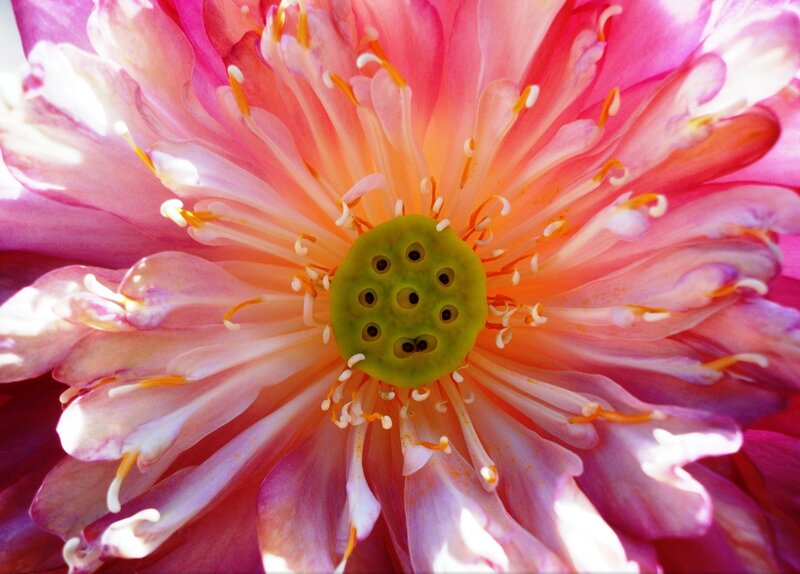 Close-up of Lotus Flower — Pink