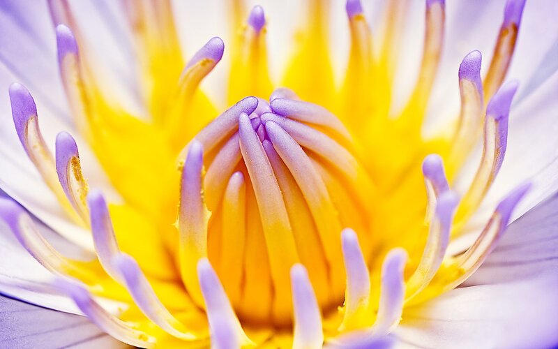Close-up of Lotus Flower
