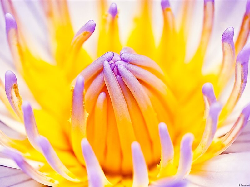 Close-up of Lotus Flower — Yellow