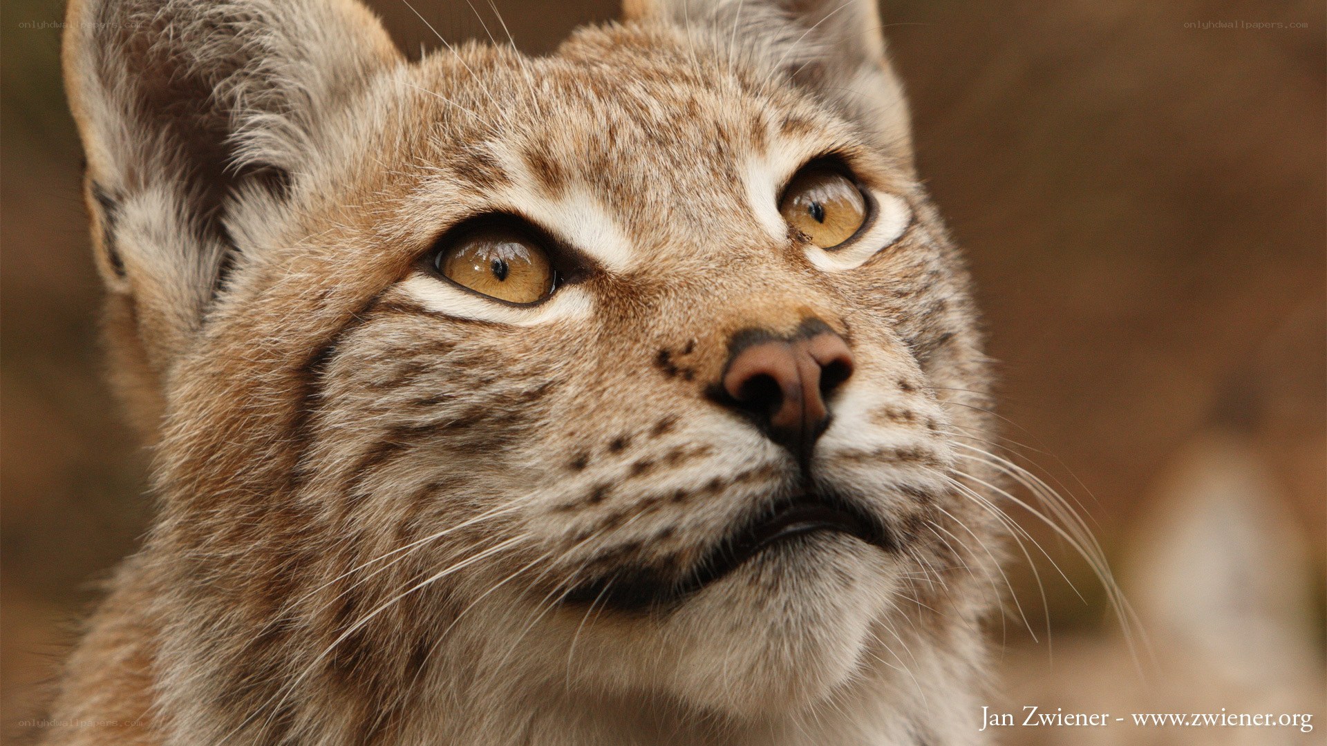 close-up of lynx face