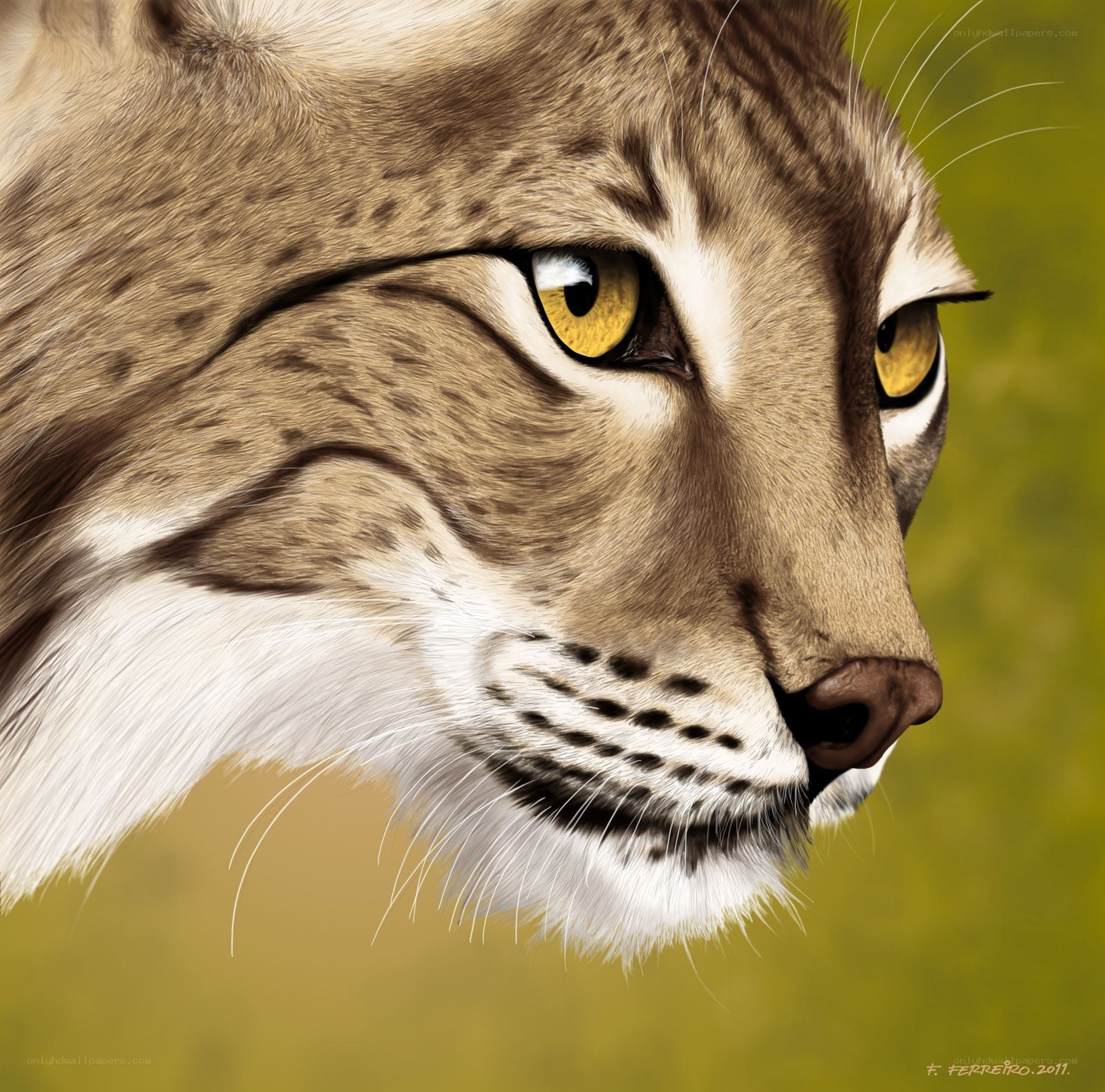 close-up of lynx face