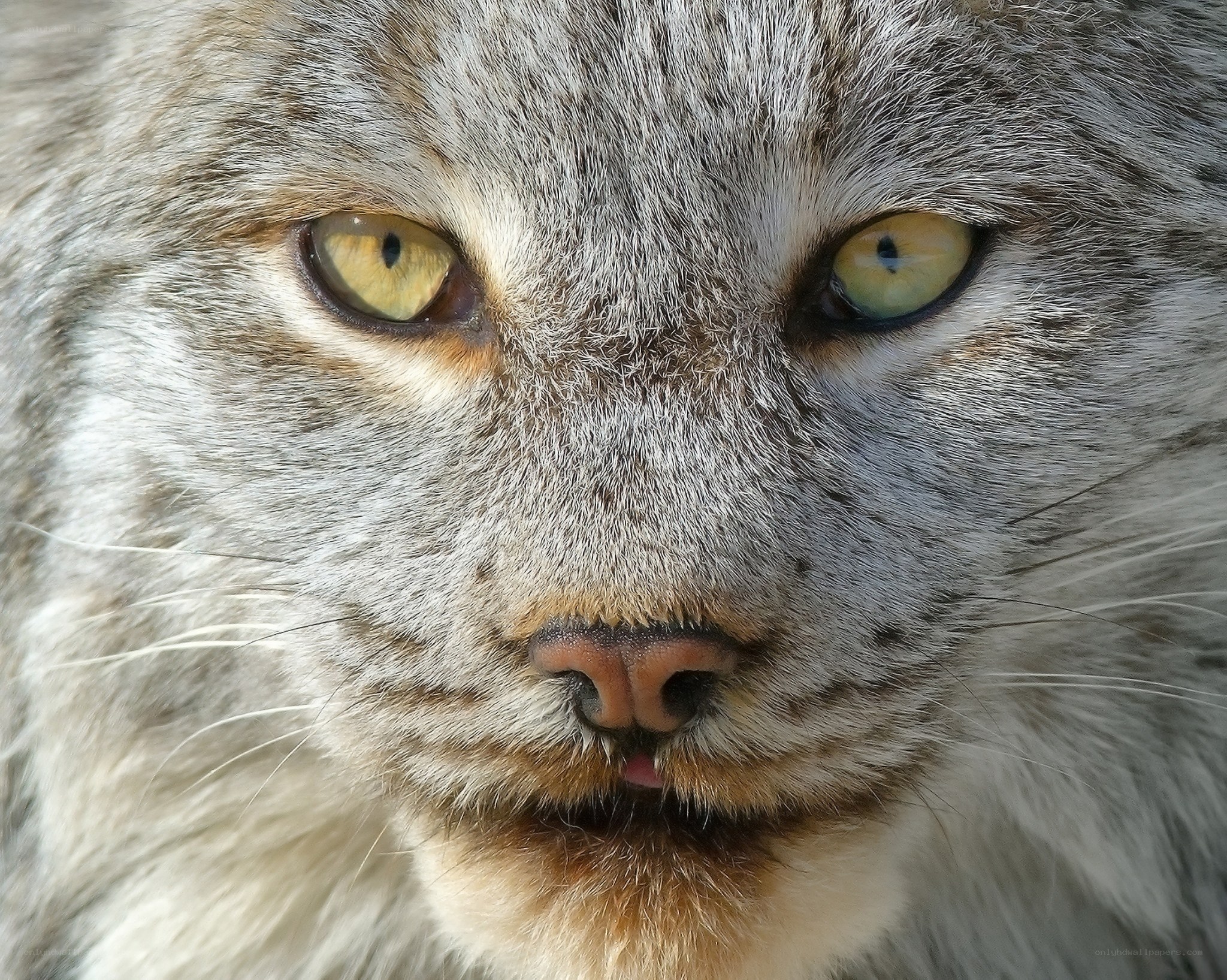 close-up of lynx face