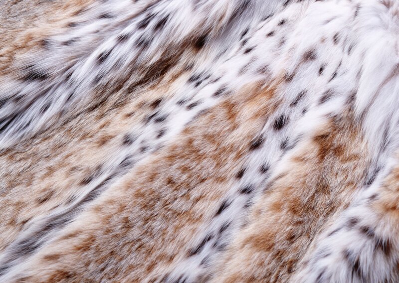 Close-up of Lynx Fur