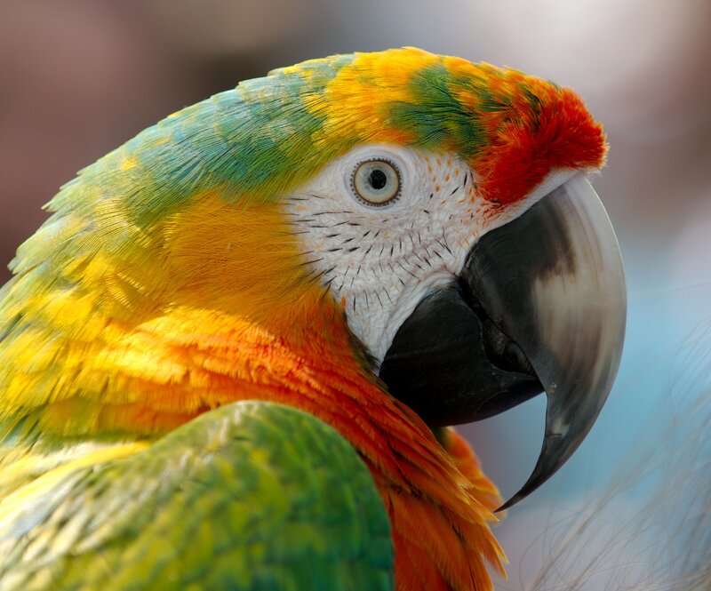 Close-up of Macaw Parrot