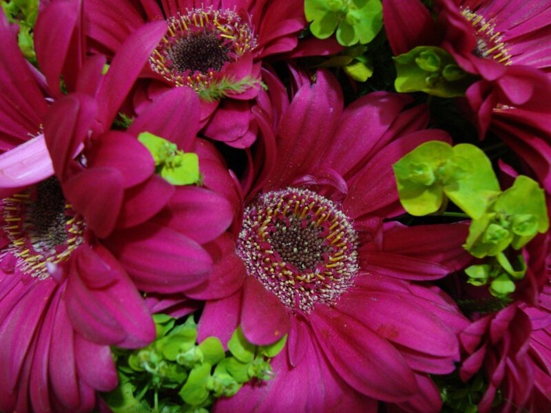Close-up of magenta daisies
