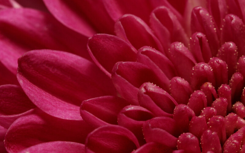 Close-up of Magenta Flower — Calm
