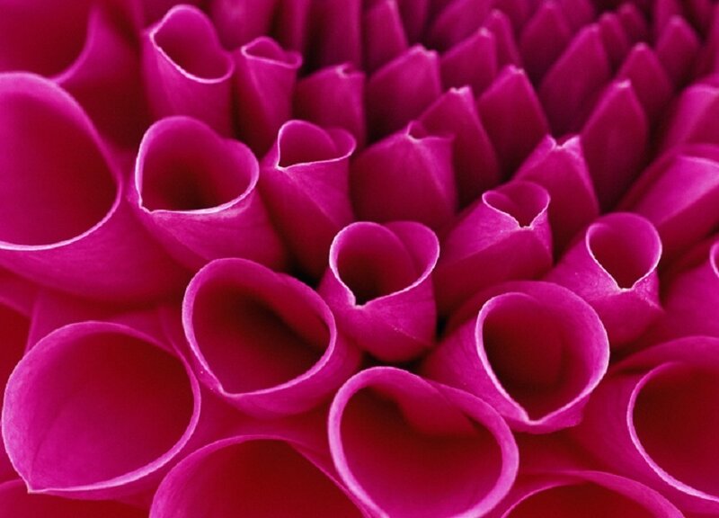 Close-up of magenta flower