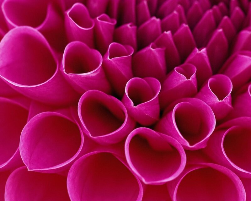Close-up of Magenta Flower — Vibrant