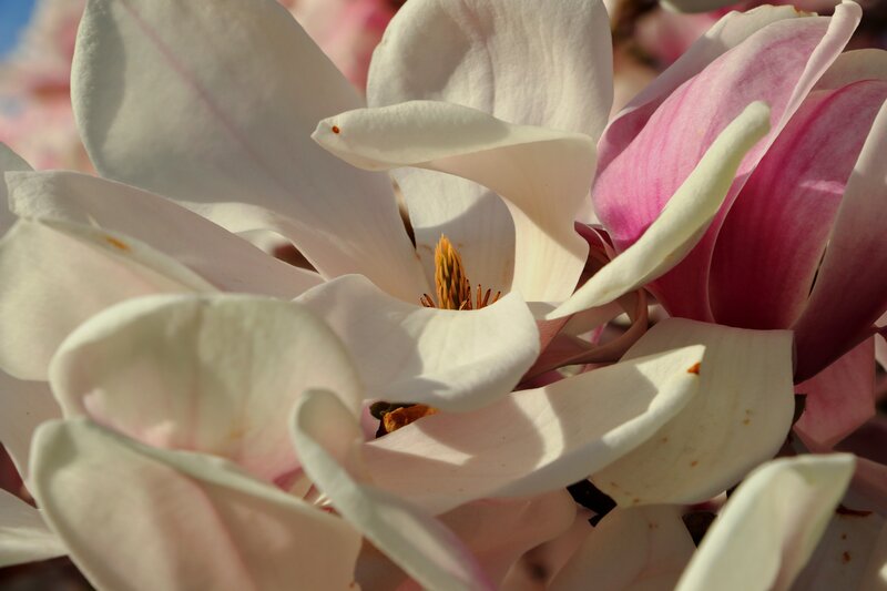 Close-up of magnolia blossoms