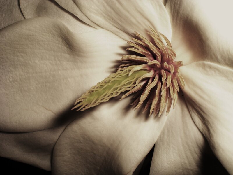 Close-up of Magnolia Flower