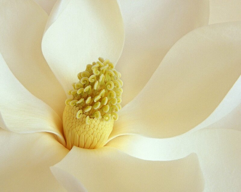 Close-up of Magnolia Flower — White, Serene, Photograph