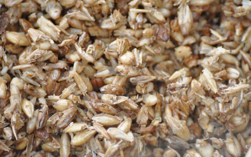 close-up of malted barley