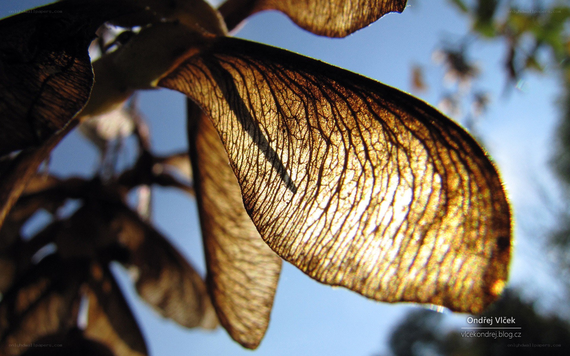 Close-up of maple seed